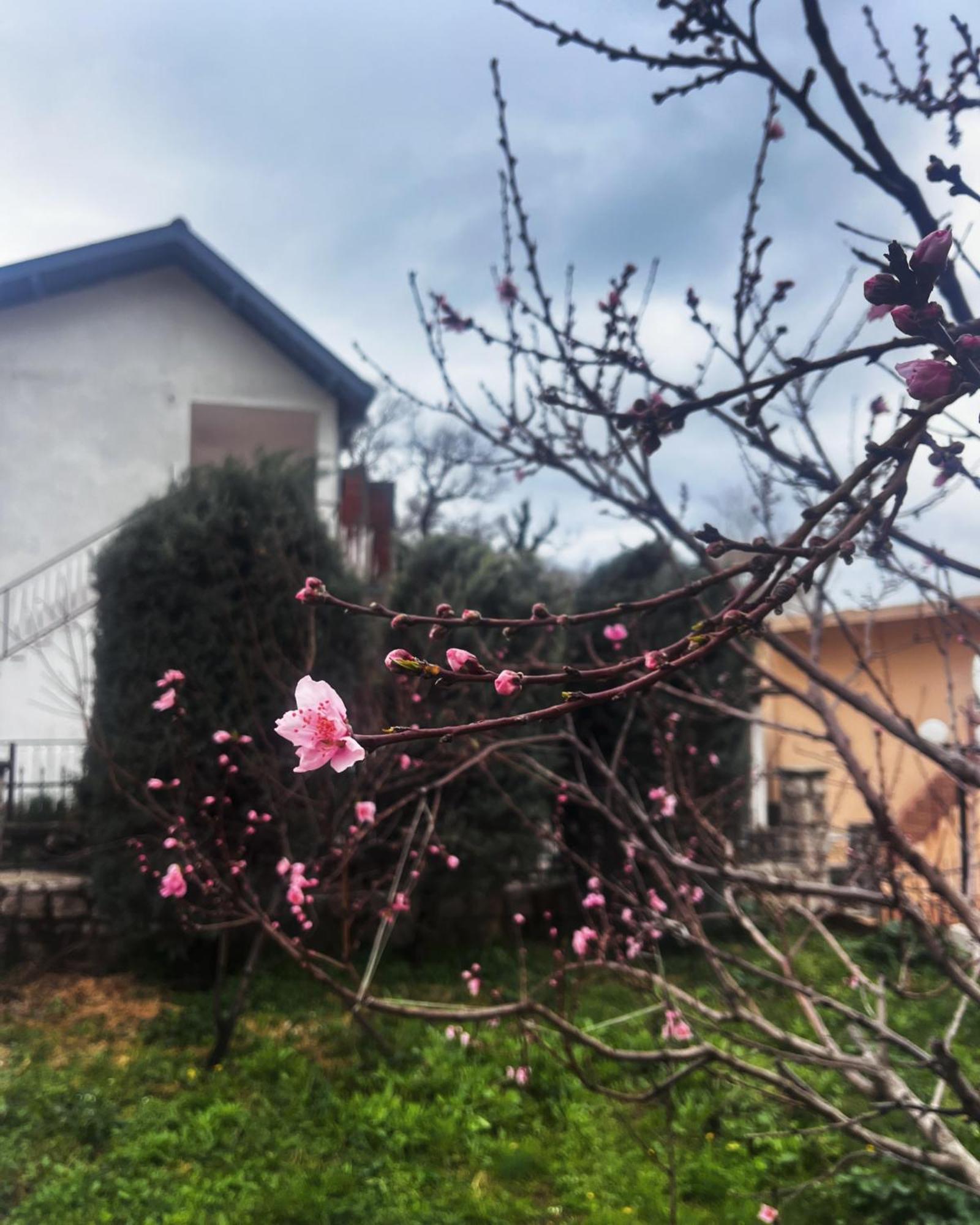 Apartments In Villa Viktoria سوتوموري المظهر الخارجي الصورة